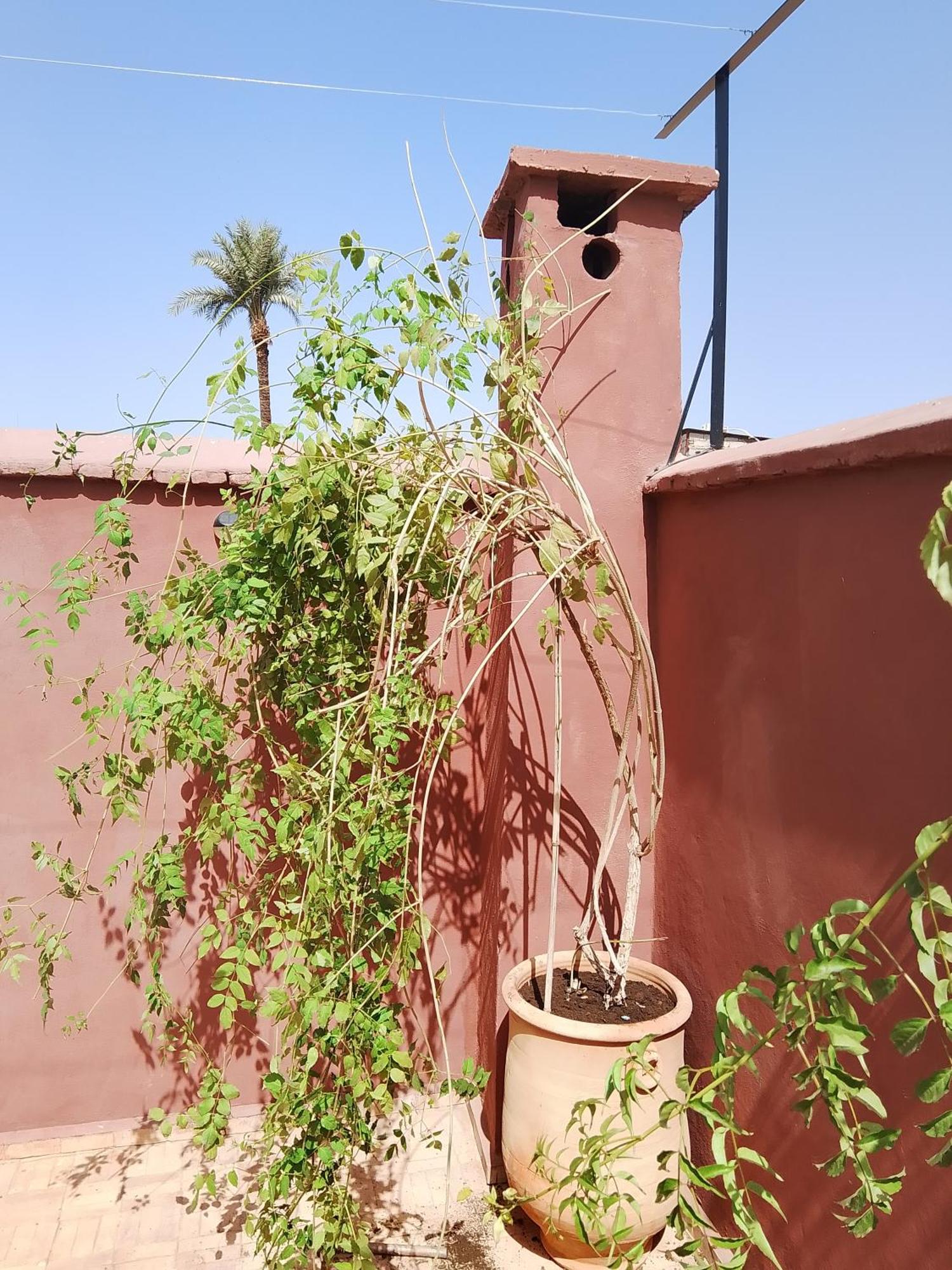 Riad Paquerette Marakeş Dış mekan fotoğraf